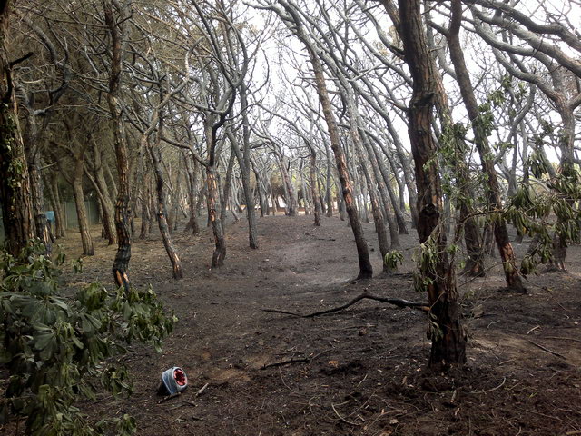 Parte de la pineda de Llevant Mar (Gav Mar) despus de ser quemada en un incendio (19 Mayo 2012)